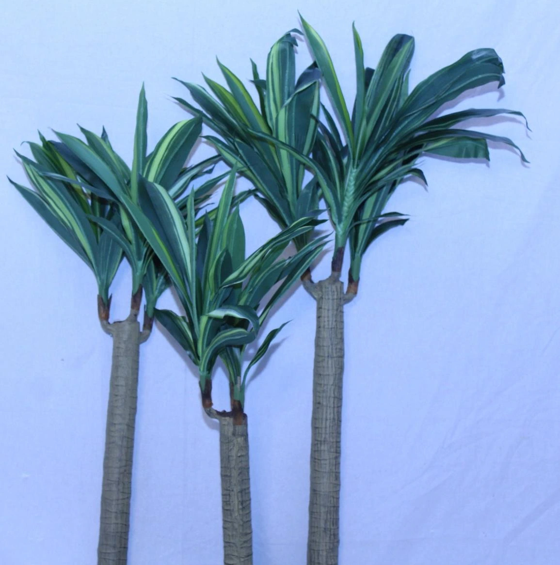 Dracaena with 117 lvs-H 4.3FT W 2.4FT